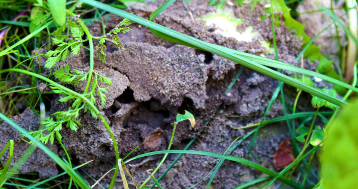 Eigenes Foto: Ameisenbau